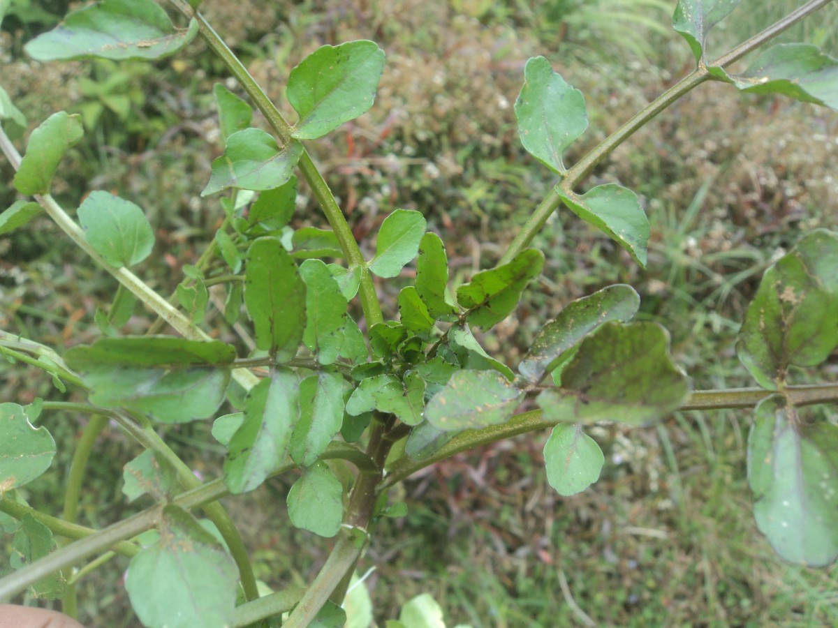 Nasturtium officinale W.T.Aiton